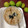 Seema Sharma's cooksnap of when they made Raw mango and Onion chutney.