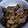 Cooksnap dari Rani untuk resep Babi Goreng Kecap (Non Halal)