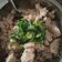 Arpana Gandhi's cooksnap of when they made ઉપમા (Upma Recipe In Gujarati).