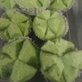 Cooksnap dari Mimi Prasari Kadir untuk resep Bolu Kukus Mekar