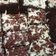 Cooksnap dari Pury Lestari untuk resep Brownies kukus chocolatos no mixer dan no oven