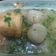 Cooksnap dari Dewiie Piliang untuk resep Bakso aci (cilok kenyal) kuah pedas