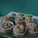 Cooksnap dari Tri Puji untuk resep Kue mangkok gula merah