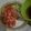 Cooksnap dari Florensia Wenda untuk resep Bubur Oat ala saya