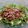 El cooksnap de Jose Estevez cuando hizo Ensalada de rúcula con peras asadas.