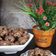 Cooksnap dari Desy untuk resep 🐶 Doggie Cookies 🐶