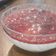 El cooksnap de Carolina Castro cuando hizo Minis cheesecake sin horno.