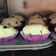El cooksnap de Marcela Pastorino cuando hizo Cupcakes básicos.