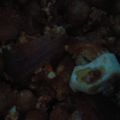 El cooksnap de Carmeta cuando hizo Garbanzos con huevo y picadillo.