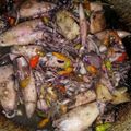 Cooksnap dari Hera untuk resep Tumis Cumi Basah