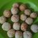 Cooksnap dari ishaan moh untuk resep Onde-Onde KW for DEBM