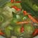 Cooksnap dari Amira Agustin untuk resep Garang asem ayam