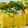 Nalini Shankar's cooksnap of when they made கமன் டோக்ளா (குஜராத் டிஷ்) (Kaman dhokla recipe in tamil).