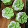 Cooksnap dari jeng rini untuk resep Putu Ayu Lembut Empuk Menul Menul