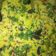 Dipika Bhalla का कुकस्नैप जब उन्होंने सूजी बेसन ढोकला(Suji besan dhokla recipe in hindi) बनाया था।