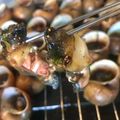 Cooksnap của Nguyen Thanh Mai khi họ làm theo món Ốc bưu nướng tiêu