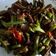 Cooksnap dari Dewi "Uwhie" untuk resep Oseng Tempe Kacang Panjang bumbu Saos Tiram