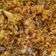 Cooksnap dari Alifiana untuk resep Nasi Goreng Jawa