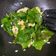 รูป Cooksnap ของ athenappp เมื่อเขาทำ ใบเหลียงผัดไข่