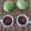 Anoli Vinchhi's cooksnap of when they made Instant Raw mango sweet pickle (chunda).