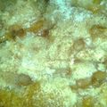 sbooten4's cooksnap of when they made Deep South Peach Cobbler.