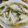 Cooksnap dari Uli Meliala untuk resep Wonton Soup (Pangsit Rebus)