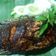 Cooksnap dari Noviana H untuk resep Ikan bakar teflon praktis