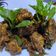 Cooksnap dari Elita Lastika untuk resep Bebek rica rica spesial ramadhan.