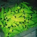 Cooksnap dari Wienski Lv untuk resep Kue ulat bulu(caterpillar)