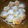 Cooksnap dari Galuh RL untuk resep Sus Goreng Vanilla