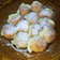 Cooksnap dari Galuh RL untuk resep Sus Goreng Vanilla