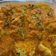 El cooksnap de Gaia Nerta cuando hizo Albóndigas de calabacín con tomate en Thermomix.