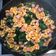 Miss J的德國小廚房 的 Farfalle with Spinach．超可愛蝴蝶波菜Pasta cooksnap