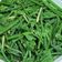 Jeremy's Kitchen 的 炒龍鬚菜 cooksnap