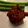 รูป Cooksnap ของ Jako1236 Jo เมื่อเขาทำ ลาบหมูวุ้นเส้นทอด
