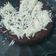 Cooksnap dari Susy untuk resep Brownies Keto / Debm