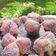 Cooksnap dari Renie Hanifah untuk resep Bolu kukus semangka