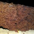 Cooksnap dari Sevi untuk resep Resep brownis kukus