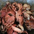 Cooksnap dari Sie13 untuk resep Kepiting asam manis pedas