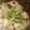 陳伽瑜 的 涼拌A菜心 cooksnap