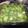 El cooksnap de Claudia Rojas cuando hizo Lasagna de huitlacoche y espinacas con pasta fresca.
