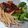 Cooksnap dari RindU untuk resep Chicken Katsu Saus Teriyaki