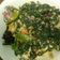 Cooksnap dari indah untuk resep Rendang Daun Singkong