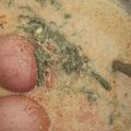 Cooksnap dari ratu fitri untuk resep Gulai Pakis Udang