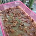 Cooksnap dari Elis Sriwahyuni untuk resep Kue Rasidah Khas Melayu