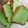 Cooksnap dari lieefa89 untuk resep Pandan chifon cake