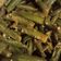 Akshi dave का कुकस्नैप जब उन्होंने मसाला भिंडी(masala bhindi recipe in hindi) बनाया था।