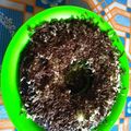 Cooksnap dari intan permatasari untuk resep Brownies Oreo Kukus