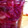 El cooksnap de Veronica Damiani cuando hizo Chucrut.