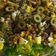 El cooksnap de Sofia Antonia cuando hizo Ensalada de hada.